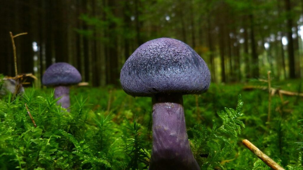 Mushroom  से हार्ट अटैक से सुरक्षा 